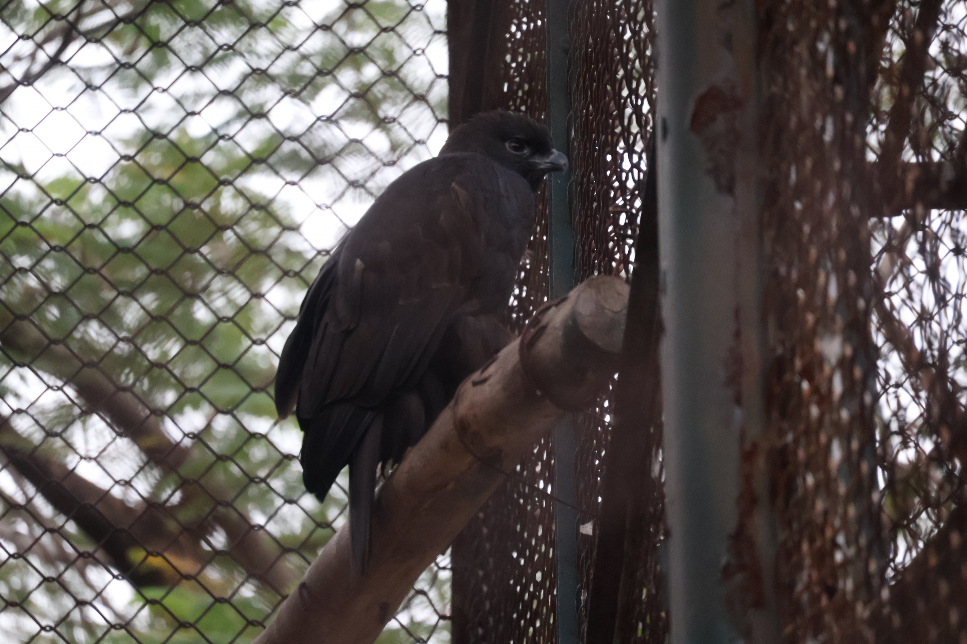 Raptor ID? Hanoi Zoo 12/09/2024
