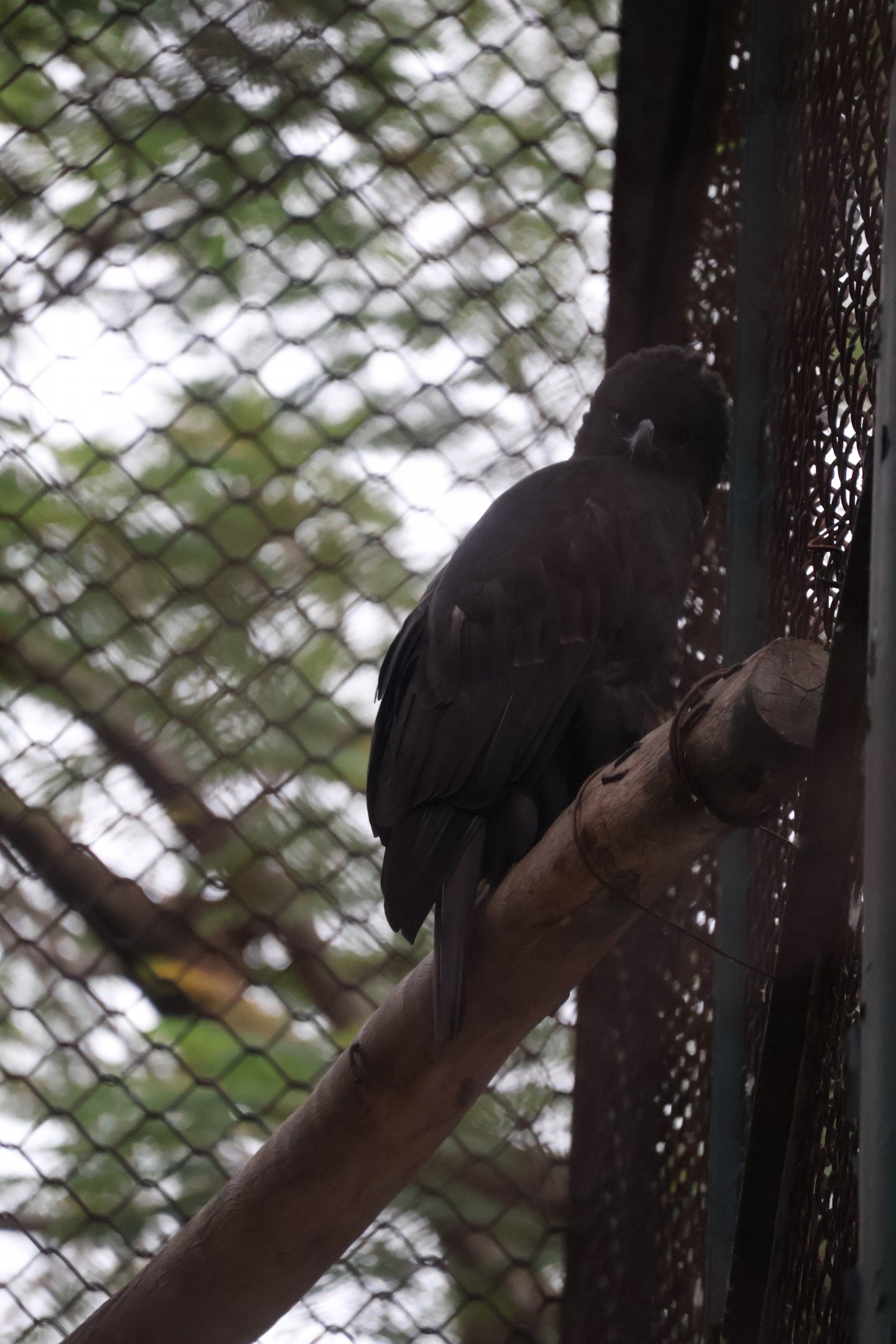 Raptor ID? Hanoi Zoo 12/09/2024