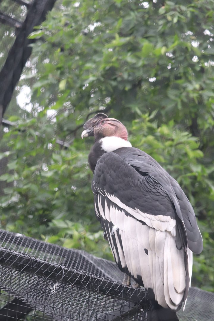 Raptor Ridge - Andean Condor