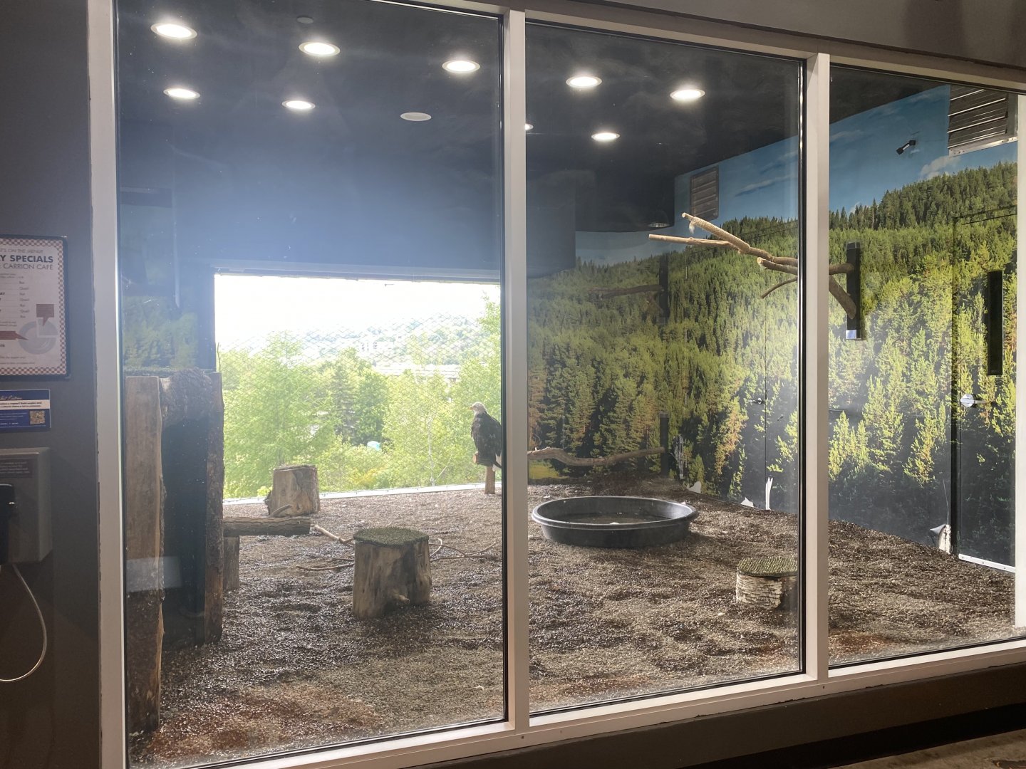 Raptor Ridge - Bald Eagle/Turkey Vulture Exhibit