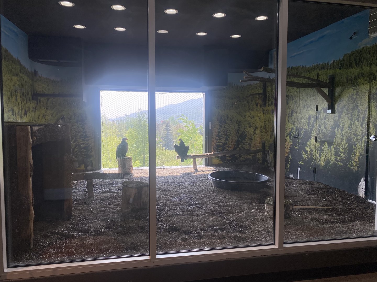 Raptor Ridge - Bald Eagle/Turkey Vulture Exhibit