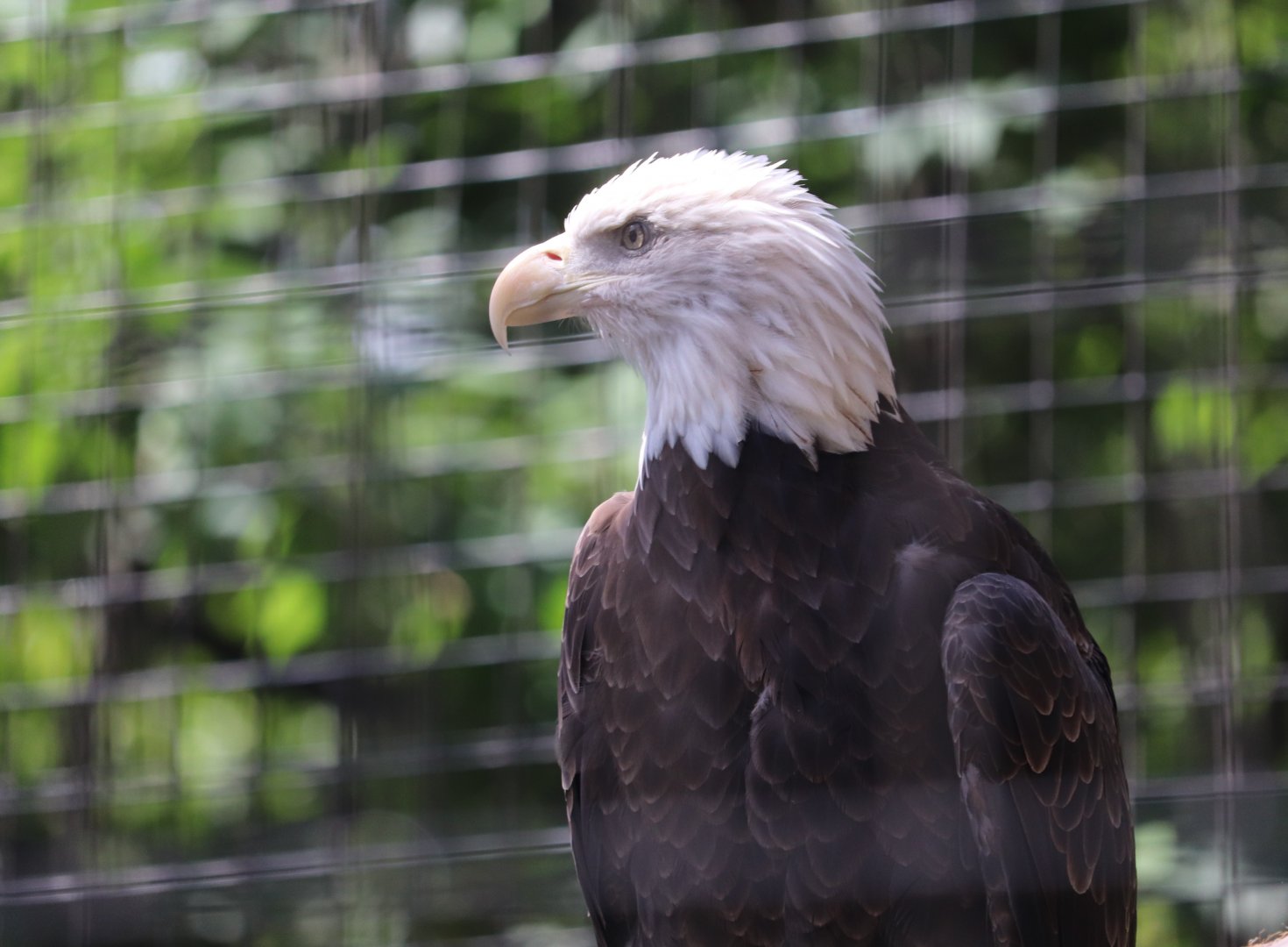 Raptor Ridge - Bald Eagle