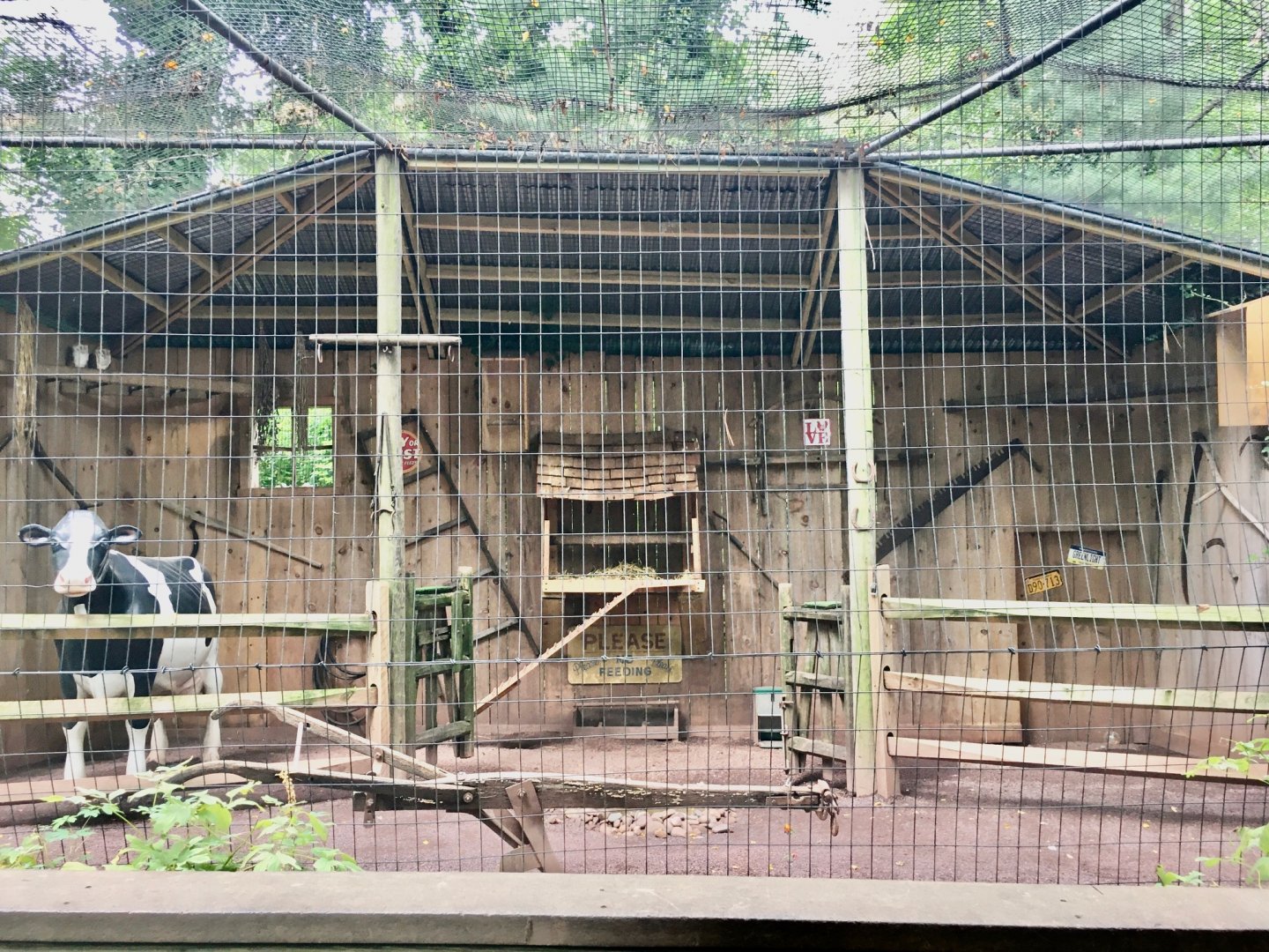 Raptor Ridge - Domestic Chicken/Barn Owl Exhibit