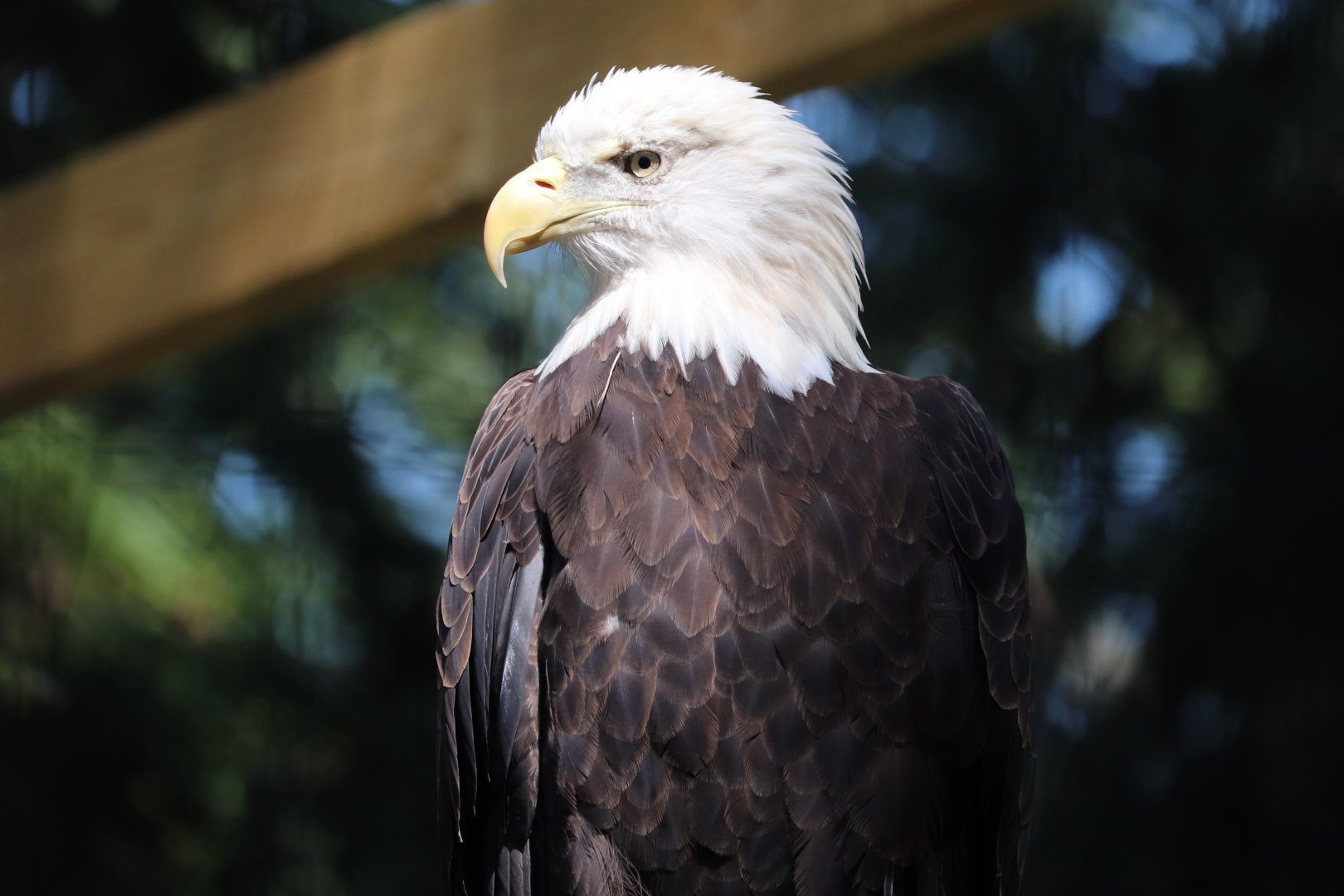 Raptor Ridge - Northern Bald Eagle