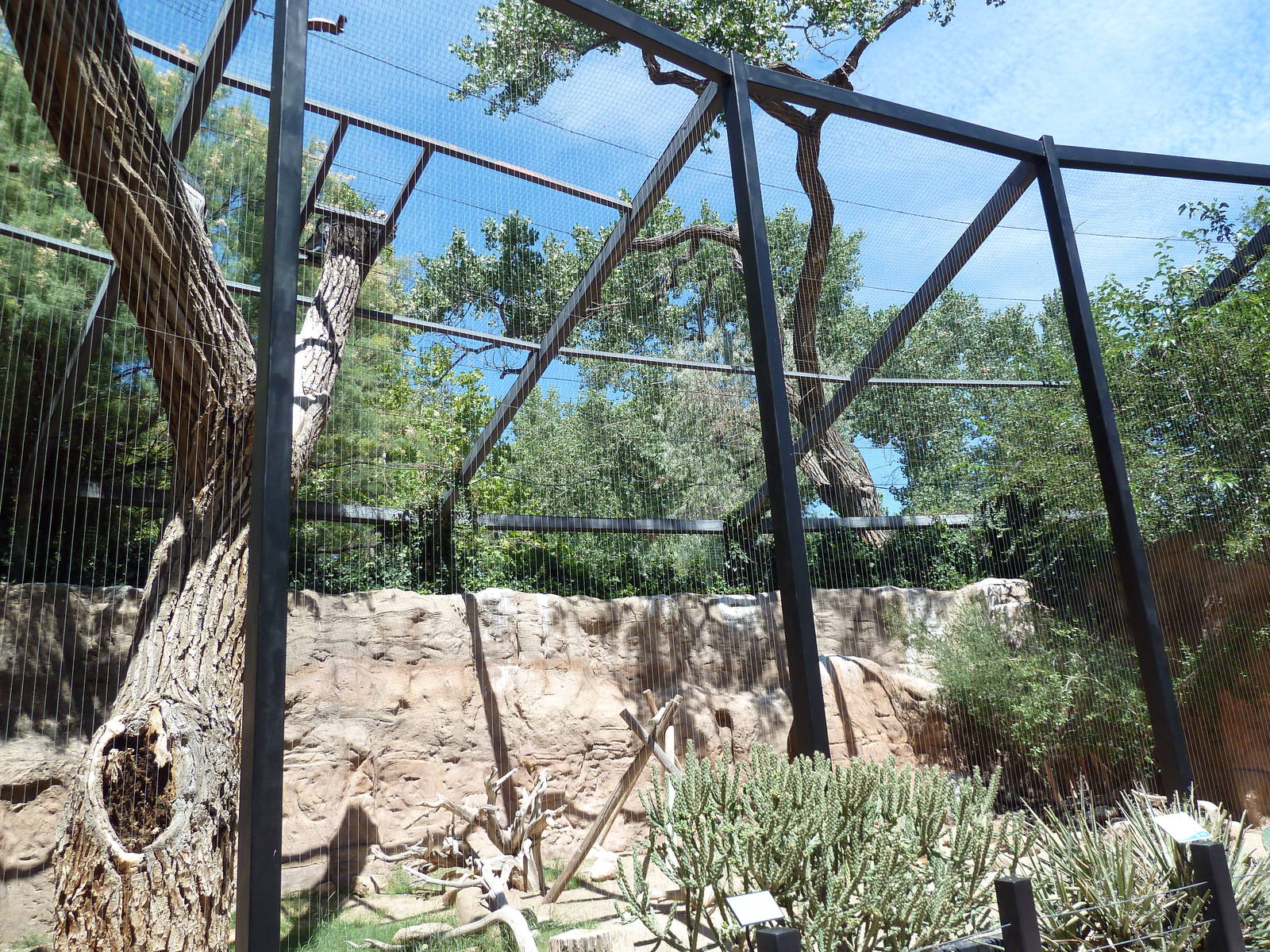 Raptor Roost - Andean Condor Exhibit