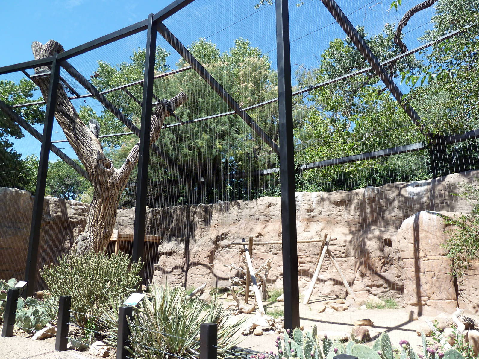 Raptor Roost - Andean Condor Exhibit