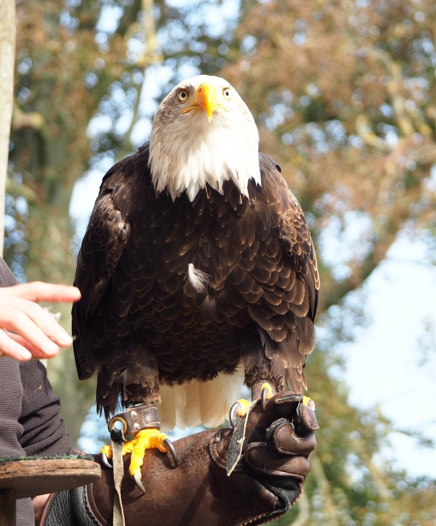 Raptor show - Bald eagle (Haliaeetus leucocephalus), 2023-09-19