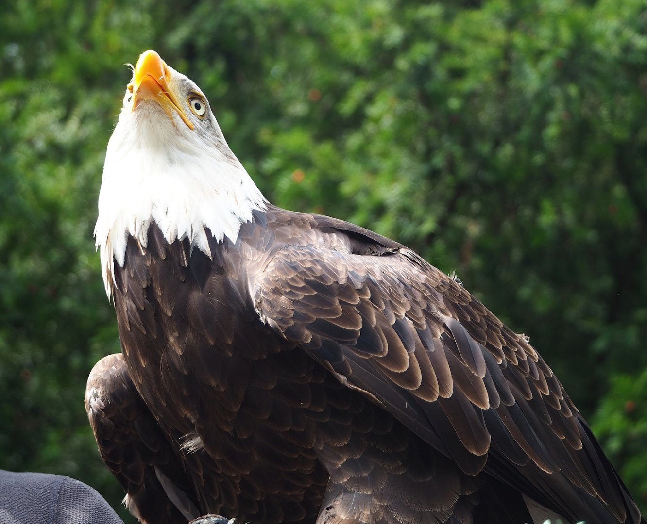 Raptor show - Bald eagle (Haliaeetus leucocephalus), 2023-09-19