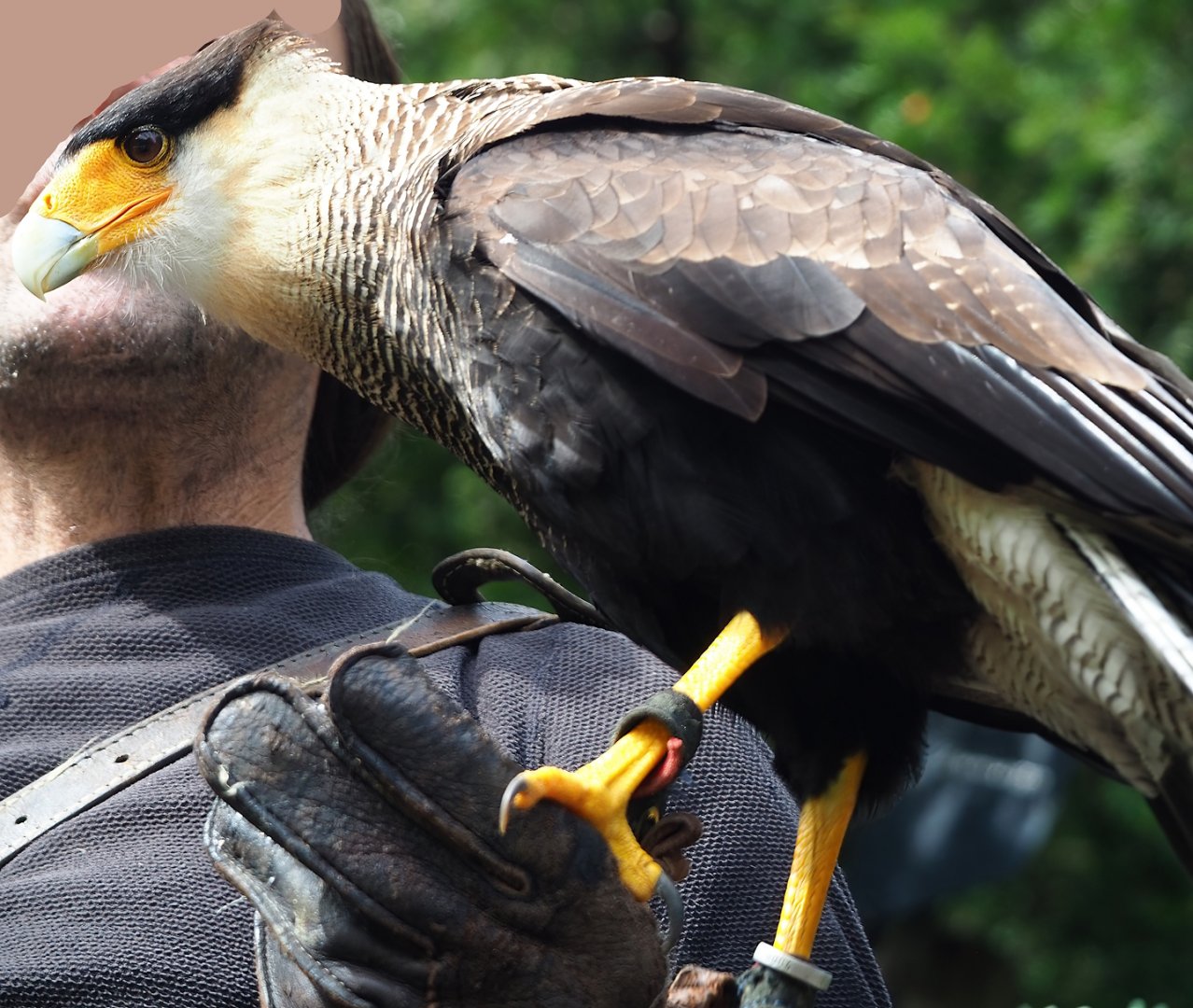 Raptor show - Crested caracara (Caracara plancus), 2023-09-19