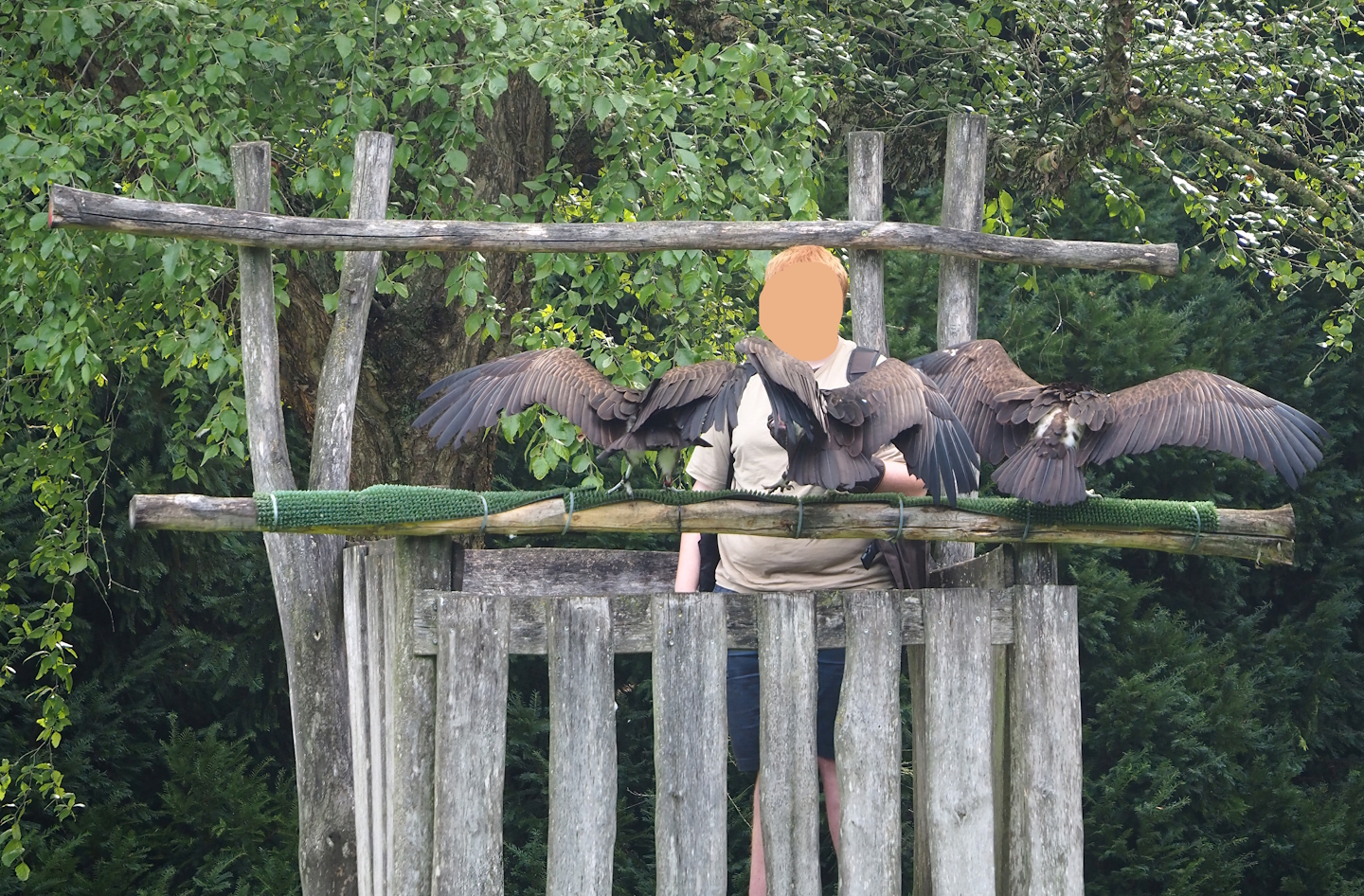 Raptor show - Hooded vultures (Necrosyrtes monachus), 2023-09-19