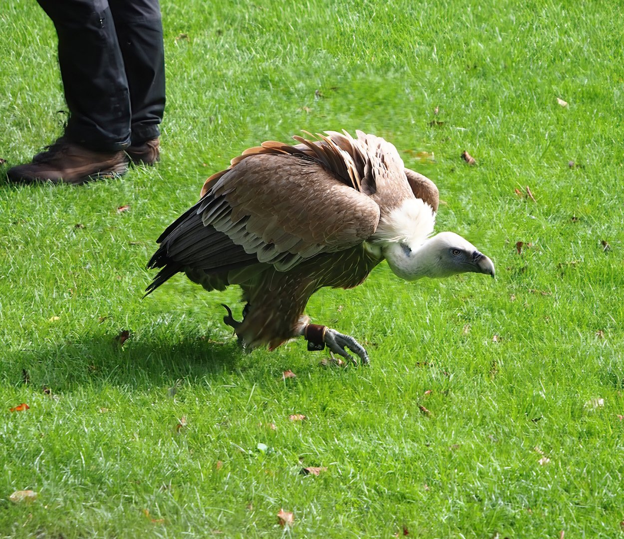 Raptor show - Western Eurasian griffon vulture (Gyps fulvus fulvus), 2023-09-19
