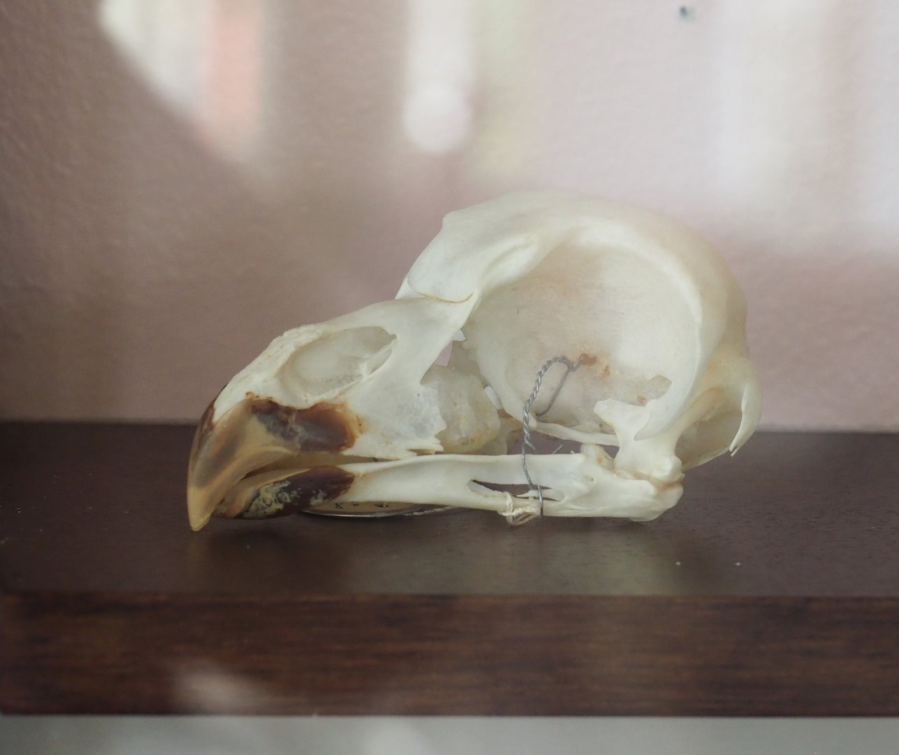 Raptor skull, 2022-05-26