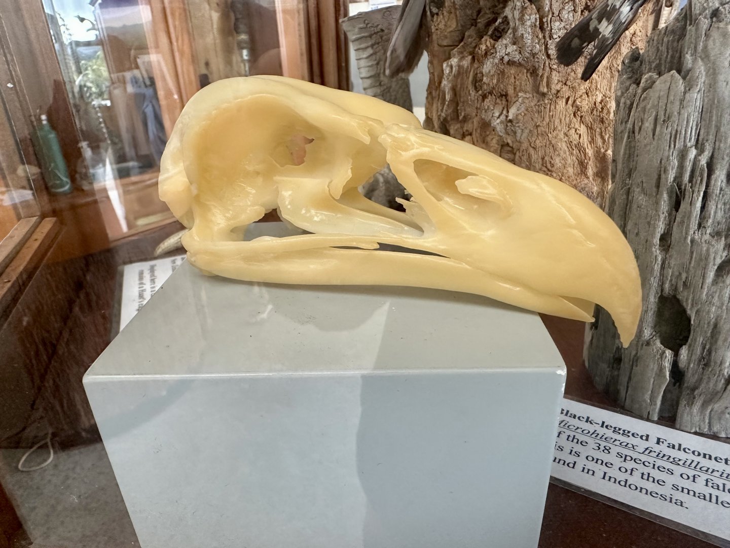 Raptor Skull (Unlabelled)