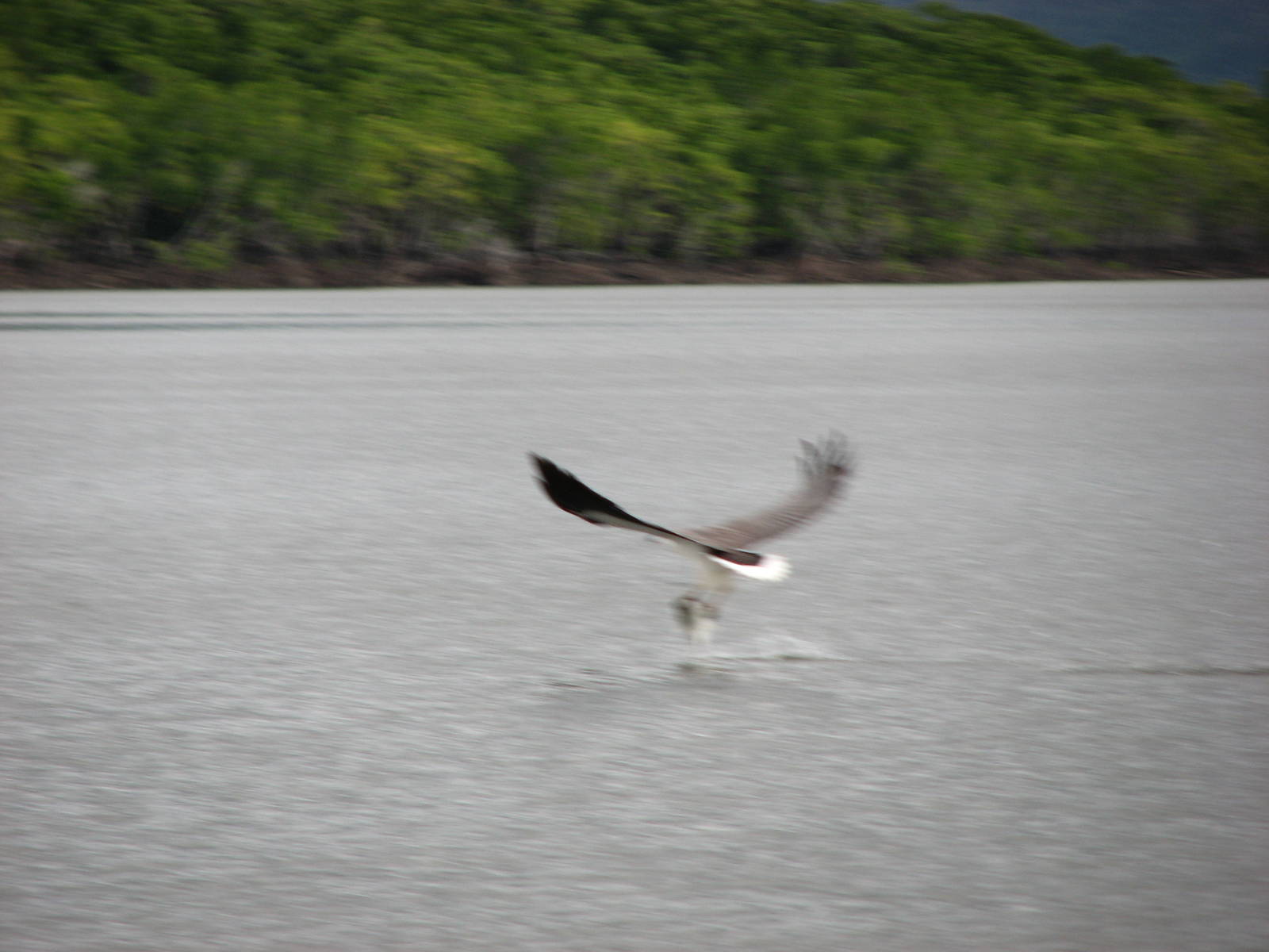 Raptor takes off with a fish from the river