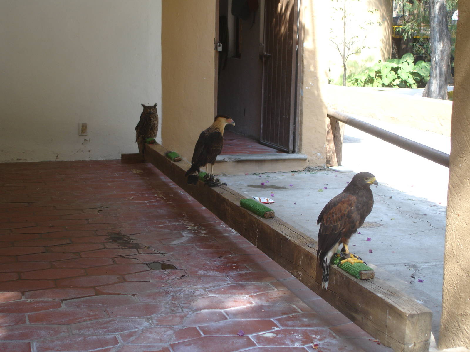 Raptors on perches