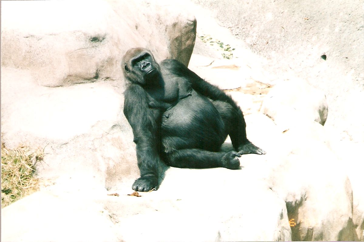 Rapunzel the gorilla at Los Angeles Zoo, 26 May 2002
