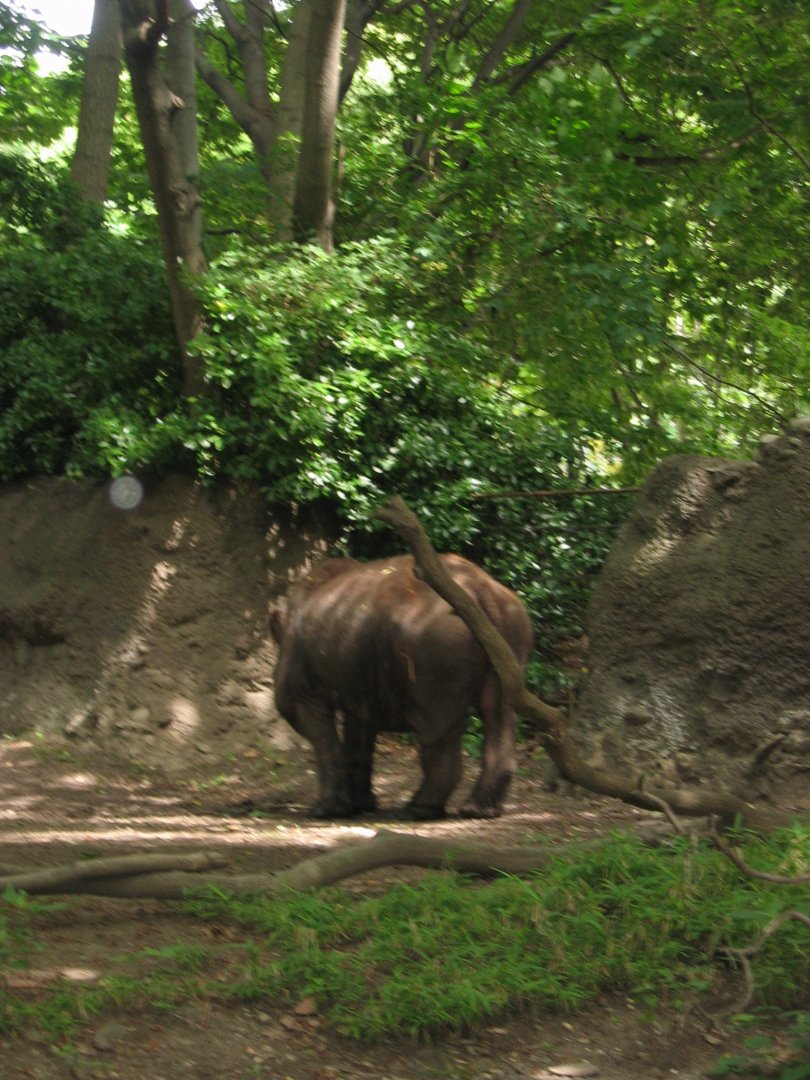 Rapunzel the Sumatran Rhino 7/05 (a sadly blurry one)