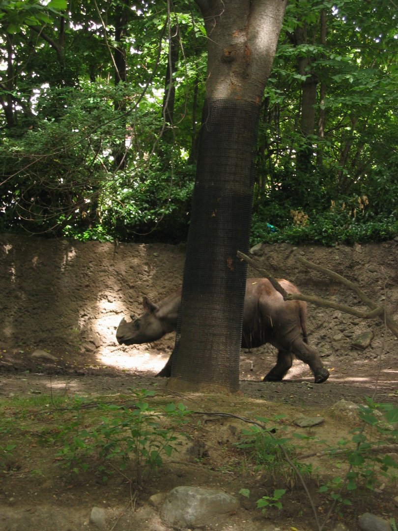 Rapunzel the Sumatran Rhino 7/05