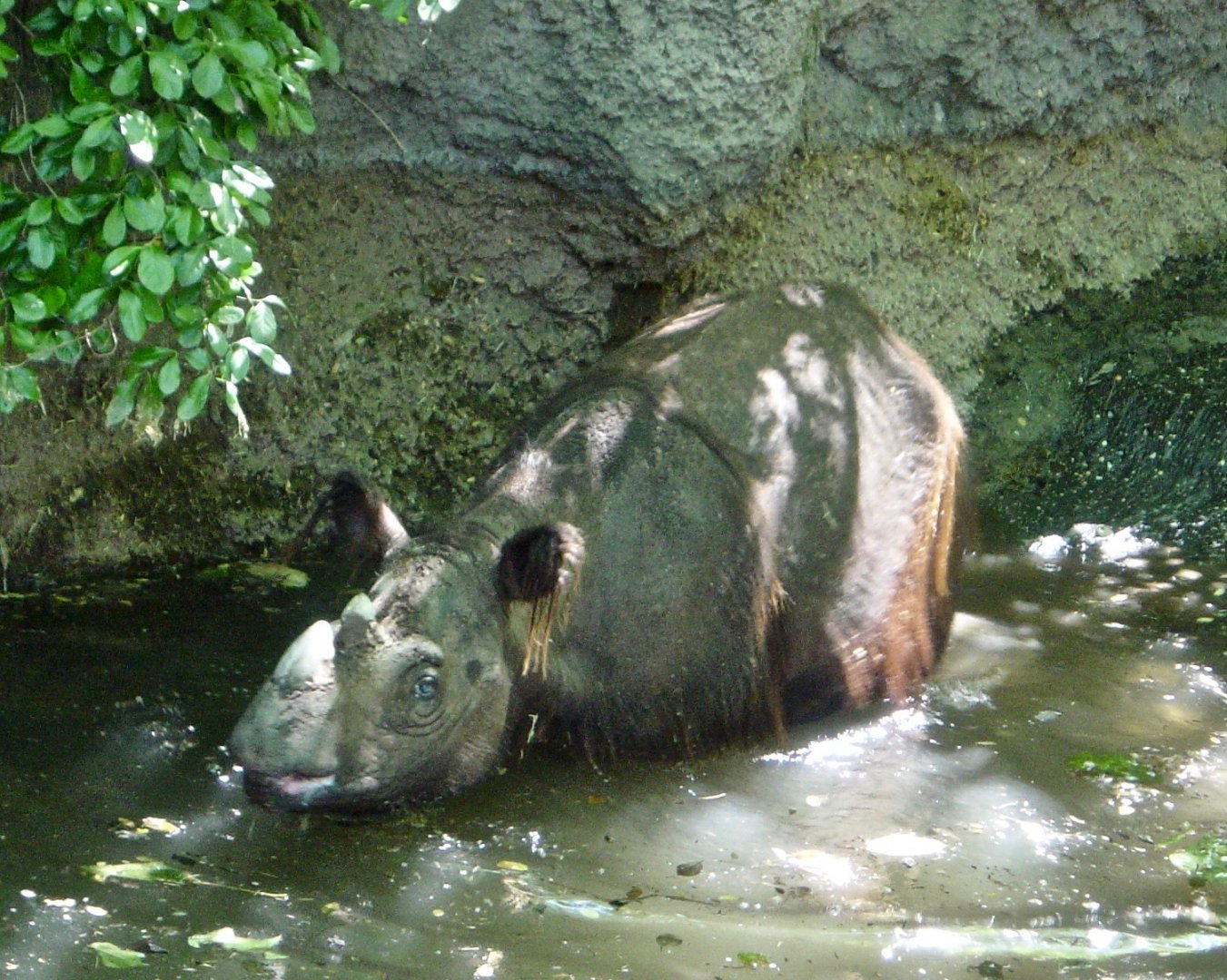 Rapunzel the Sumatran Rhino (Dicerorhinus sumatrensis) - 2003
