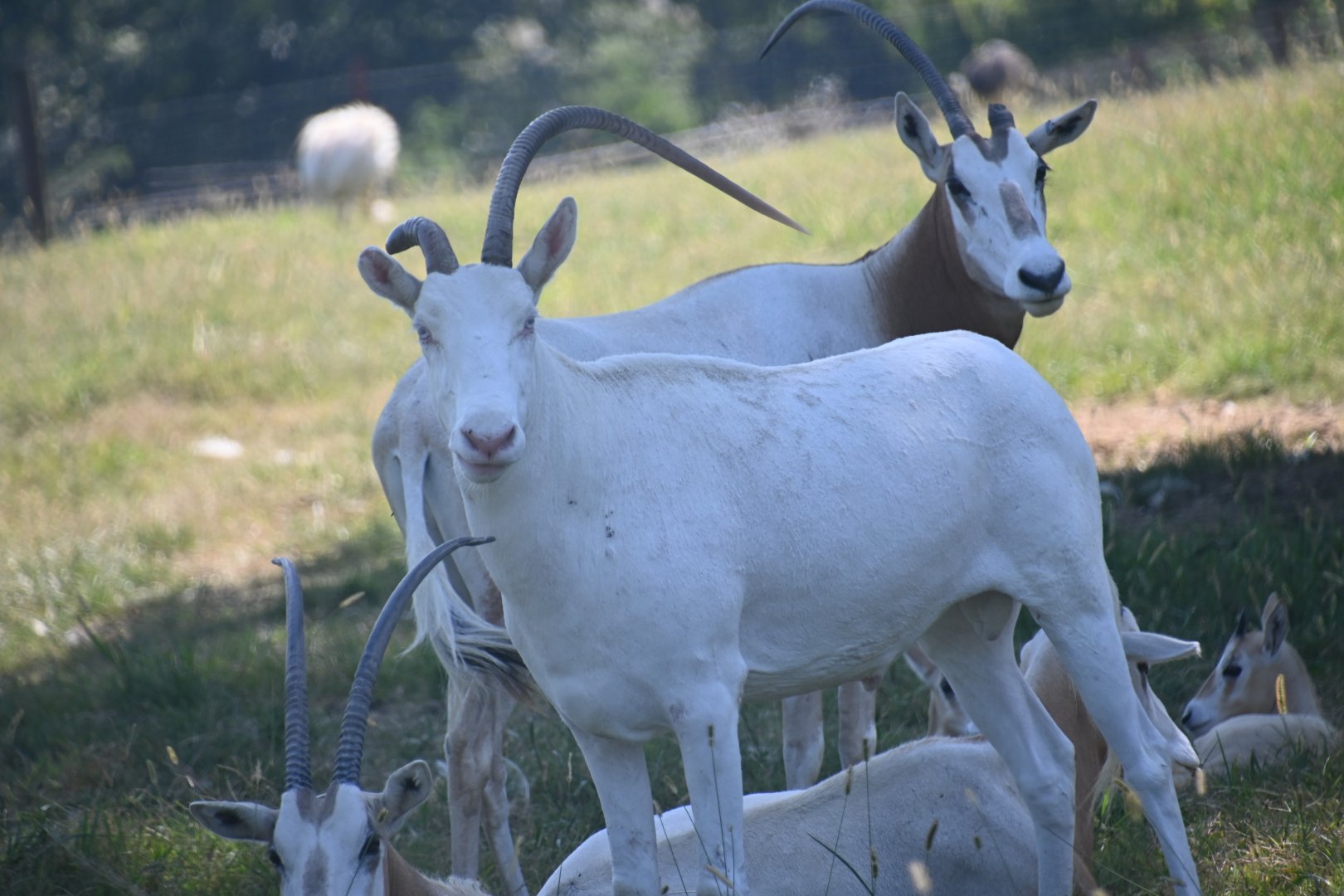Rare albino Scimitar oryx (Oryx dammah)