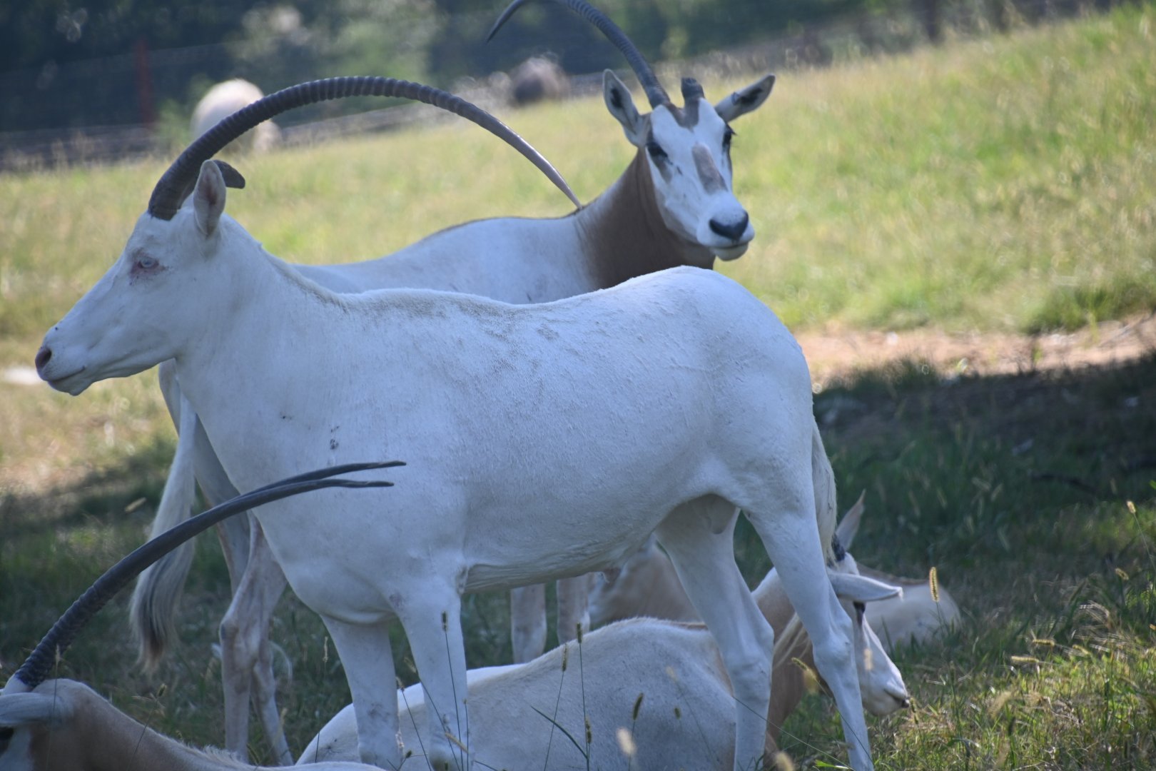 Rare albino Scimitar oryx (Oryx dammah)