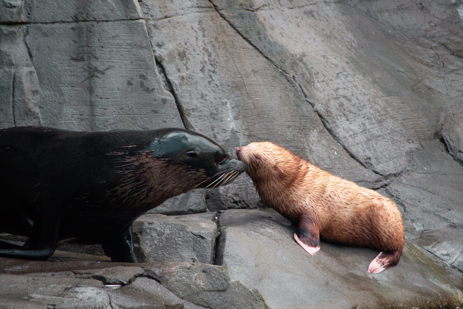 Rare albino South Amercian Fur Seal (arctocephalus australis) was born in Hamburg