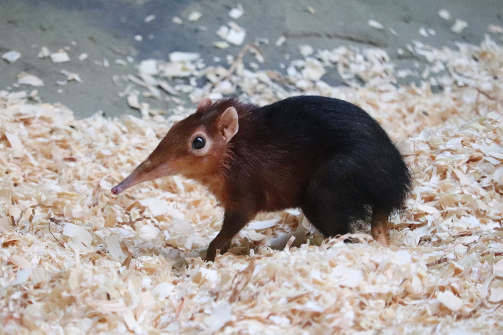 Rare Animal Conservation Center - Black and Rufous Elephant Shrew
