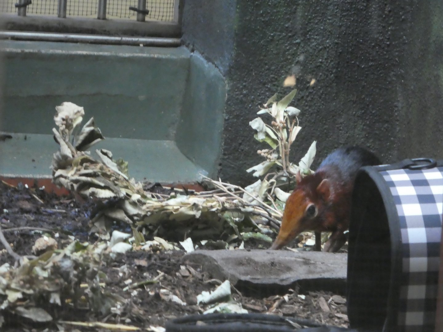 Rare Animal Conservation Center - Black-and-rufous Elephant Shrew
