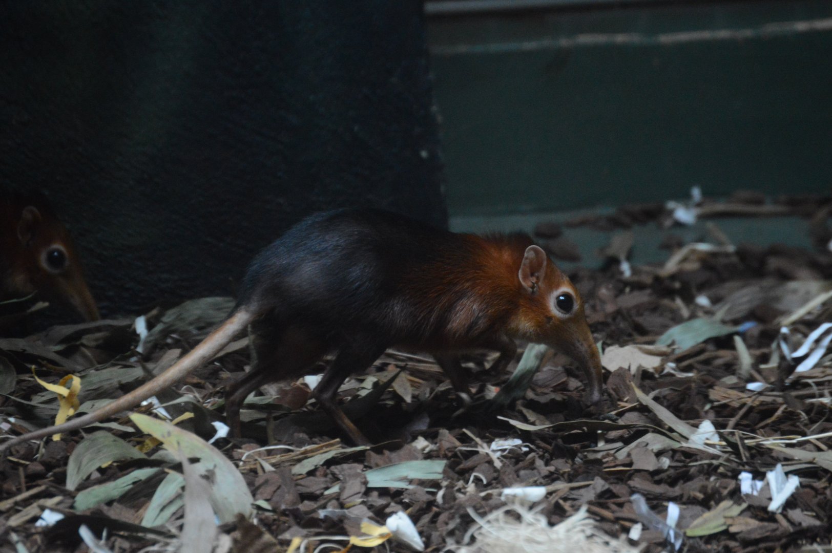 Rare Animal Conservation Center - Black-and-rufous Sengi (Rhynchocyon petersi)