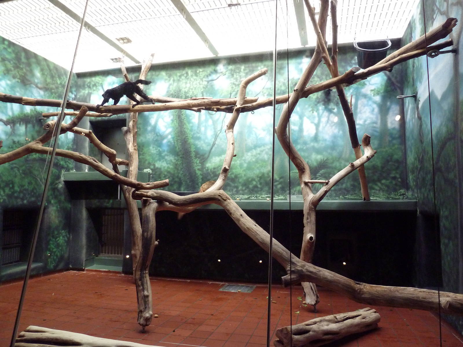 Rare Animal Conservation Center - Blue-Eyed Black Lemur Exhibit