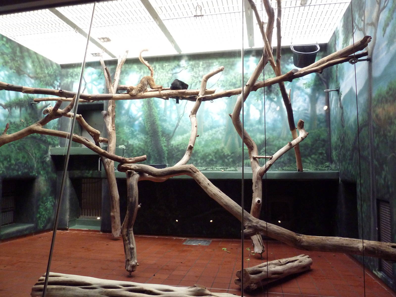 Rare Animal Conservation Center - Blue-Eyed Lemur Exhibit