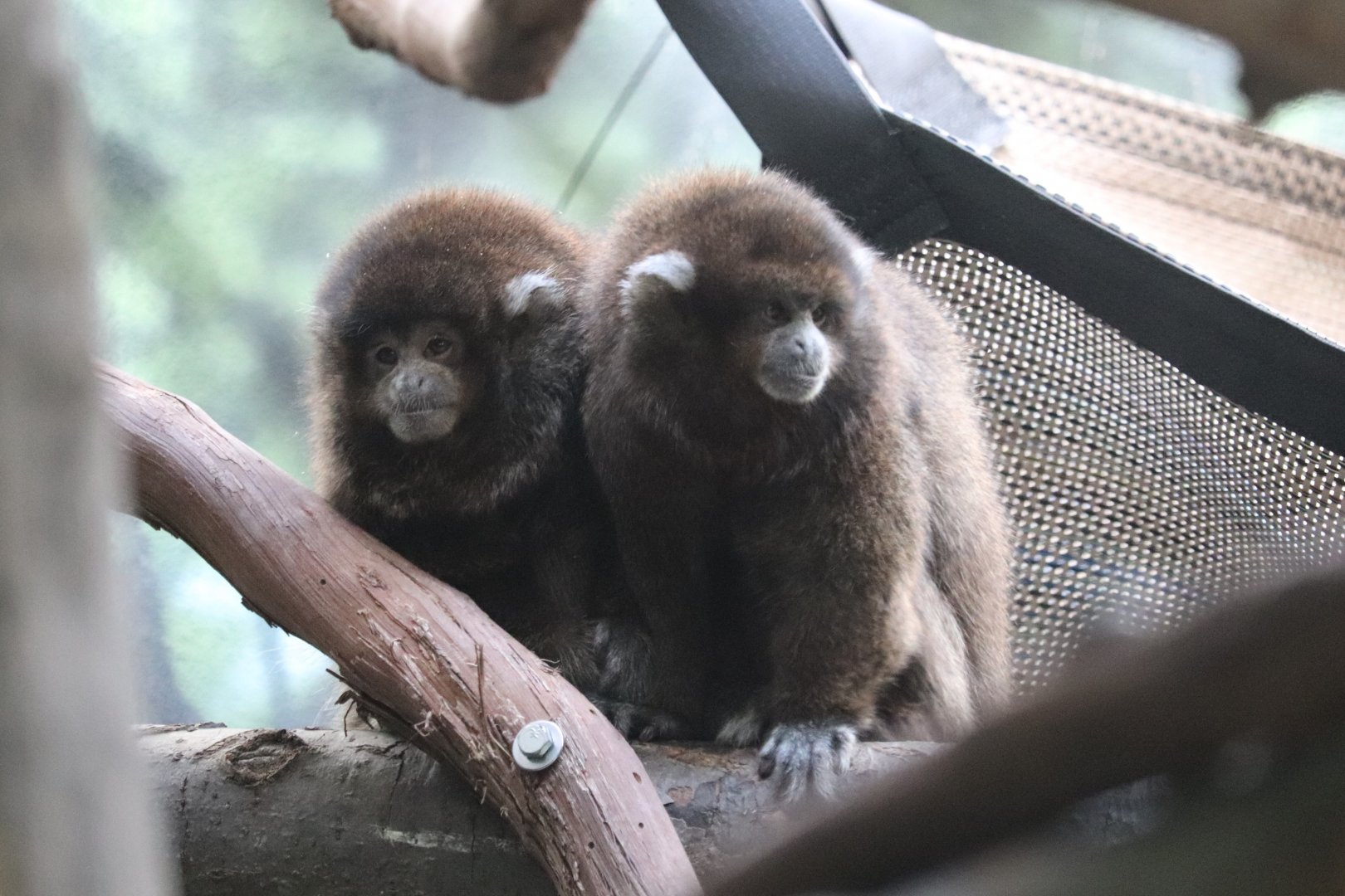 Rare Animal Conservation Center - Bolivian Gray Titi Monkey