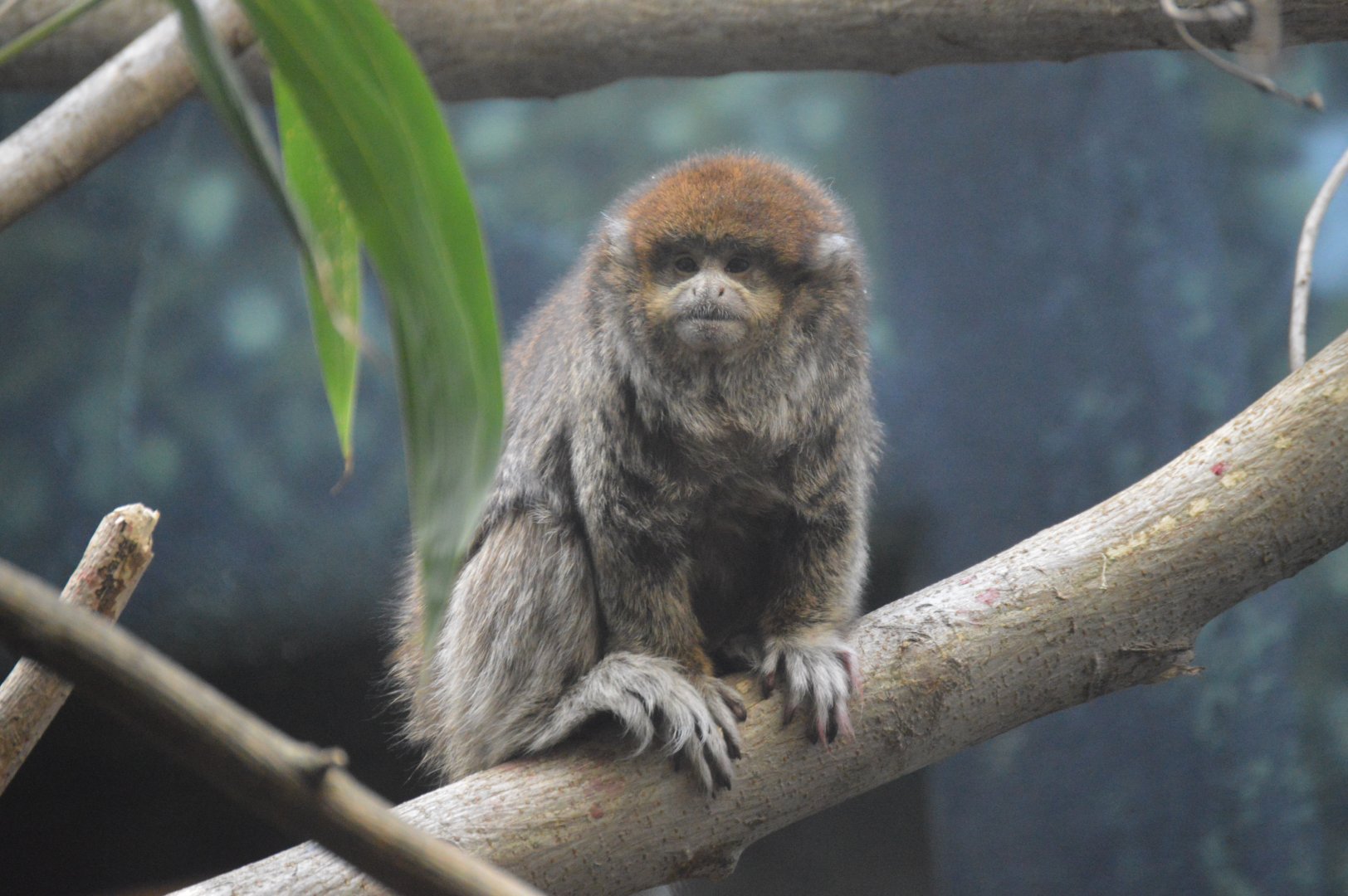 Rare Animal Conservation Center - Bolivian Gray Titi (Plecturocebus donacophilus)