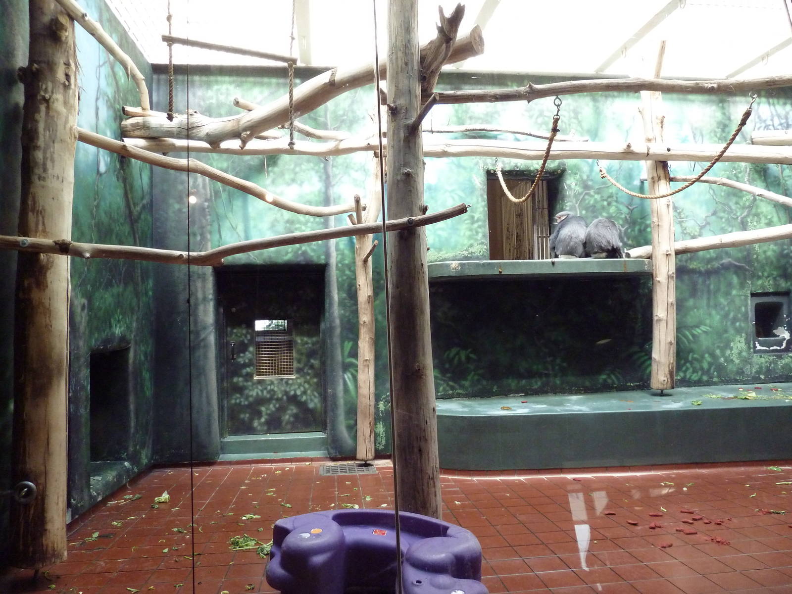 Rare Animal Conservation Center - Douc Langur Exhibit