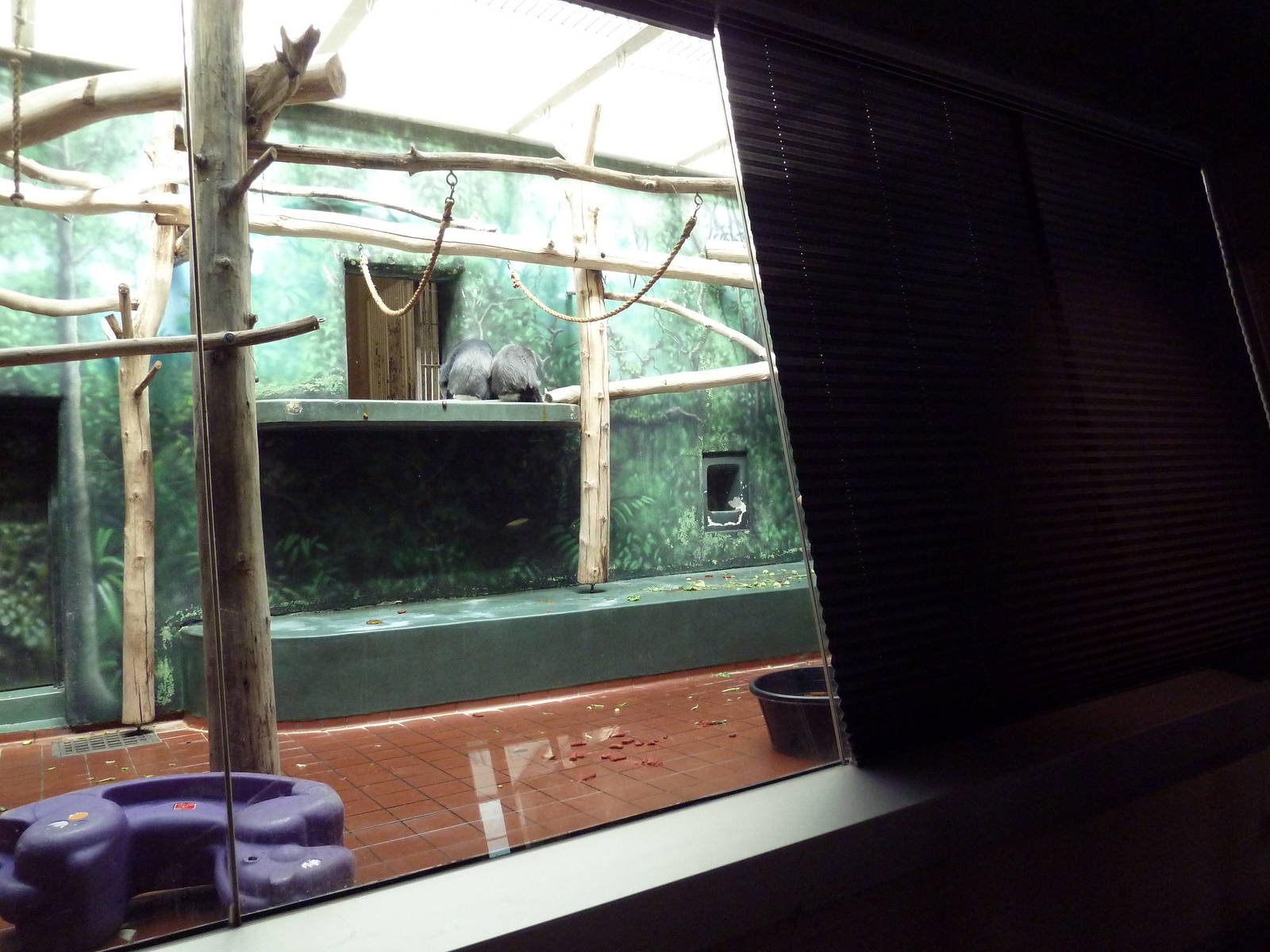 Rare Animal Conservation Center - Douc Langur Exhibit