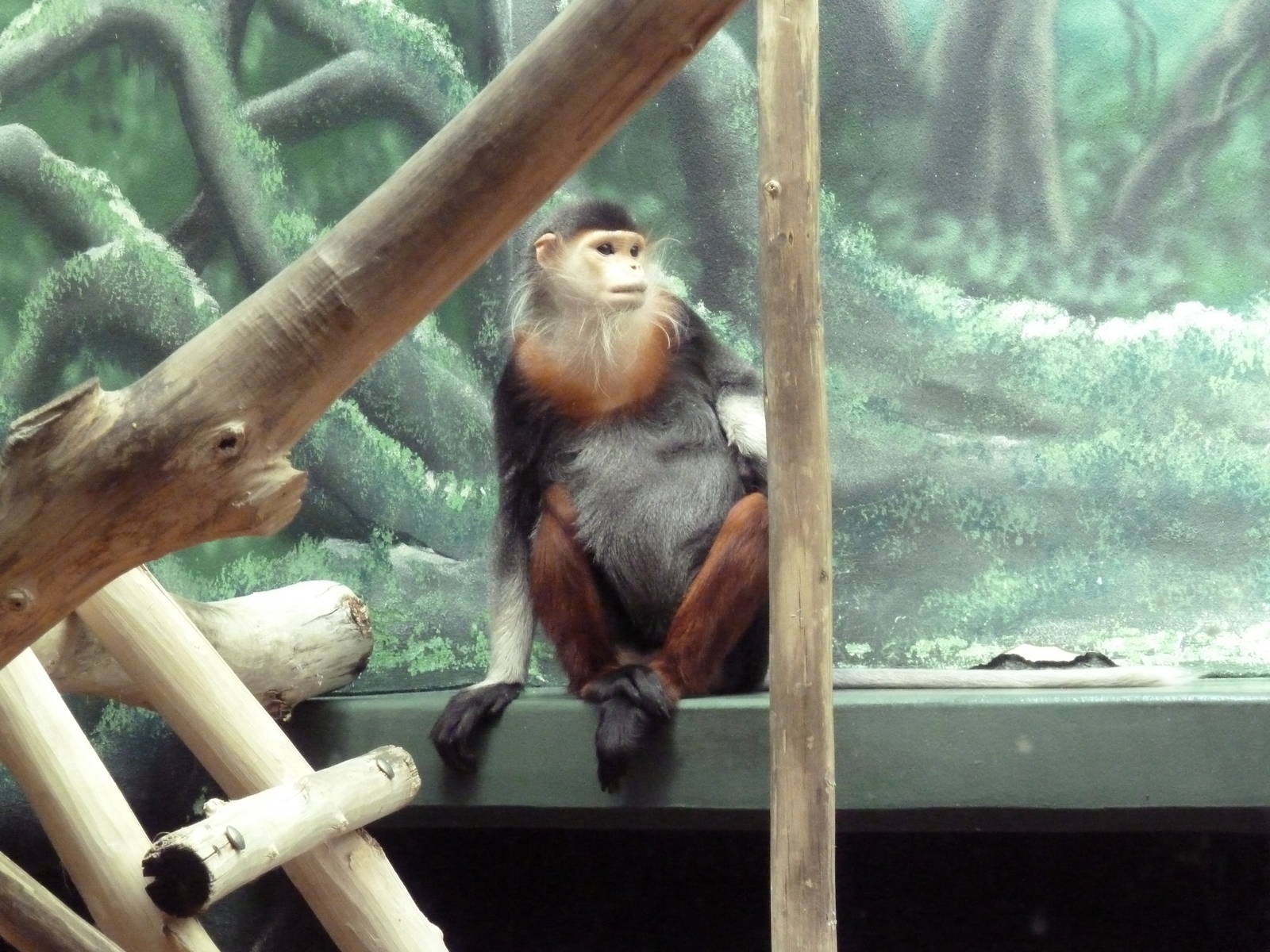 Rare Animal Conservation Center - Douc Langur