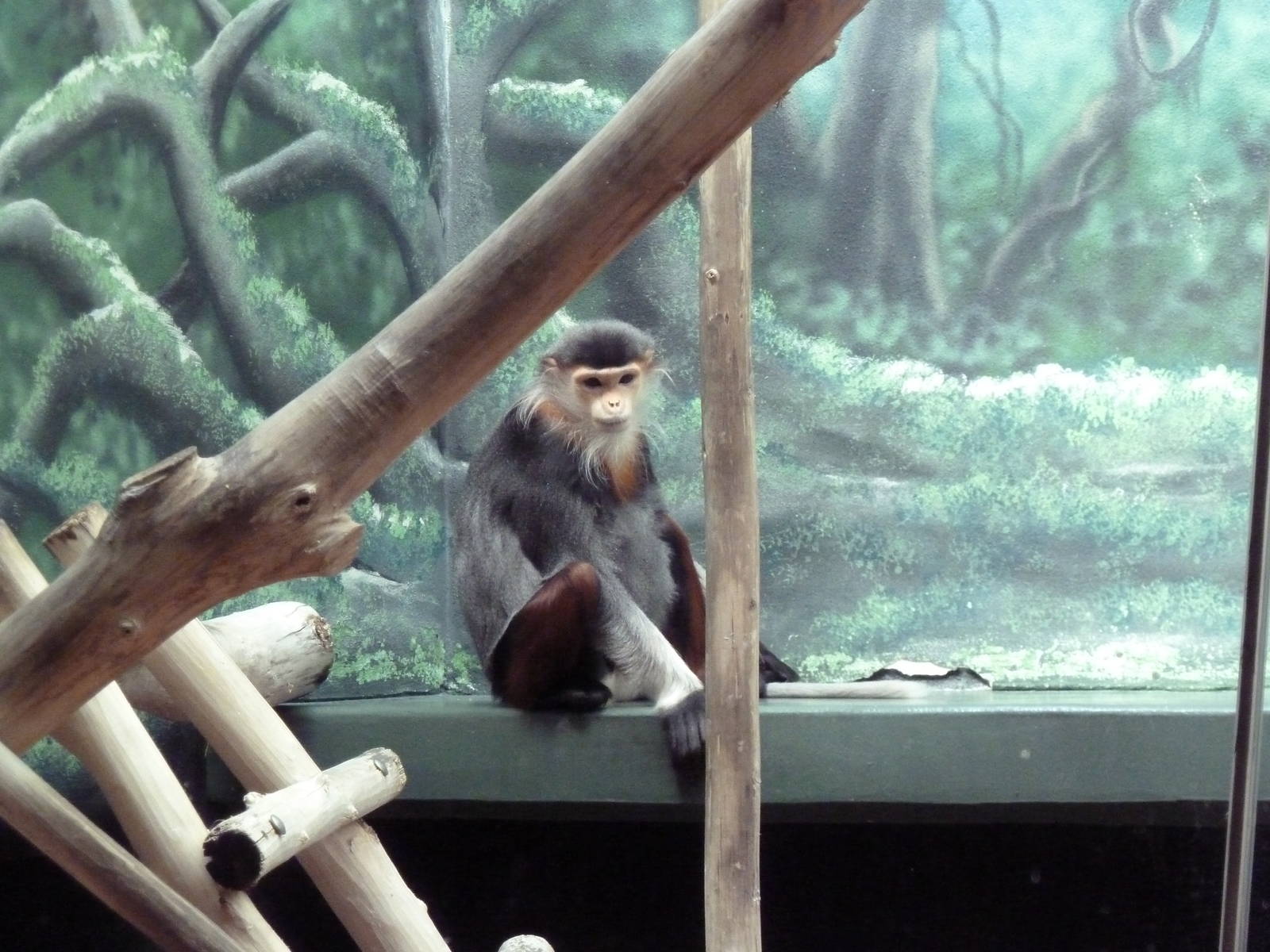 Rare Animal Conservation Center - Douc Langur