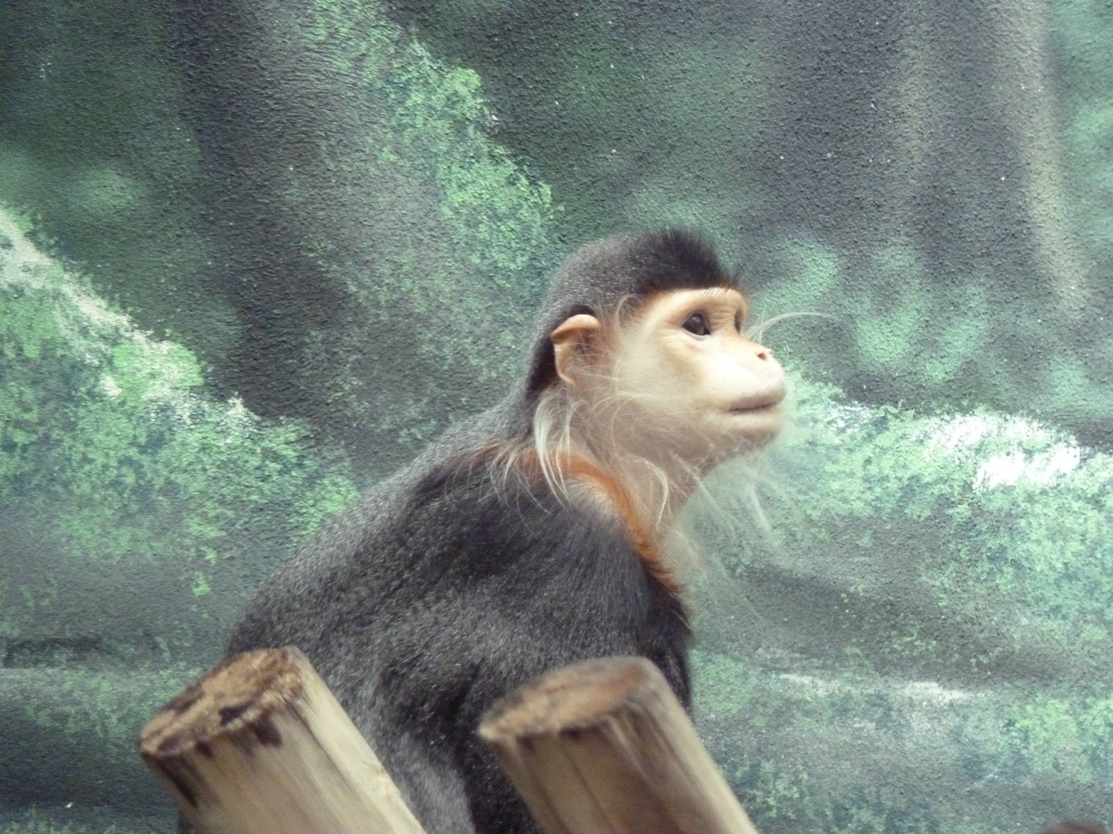 Rare Animal Conservation Center - Douc Langur