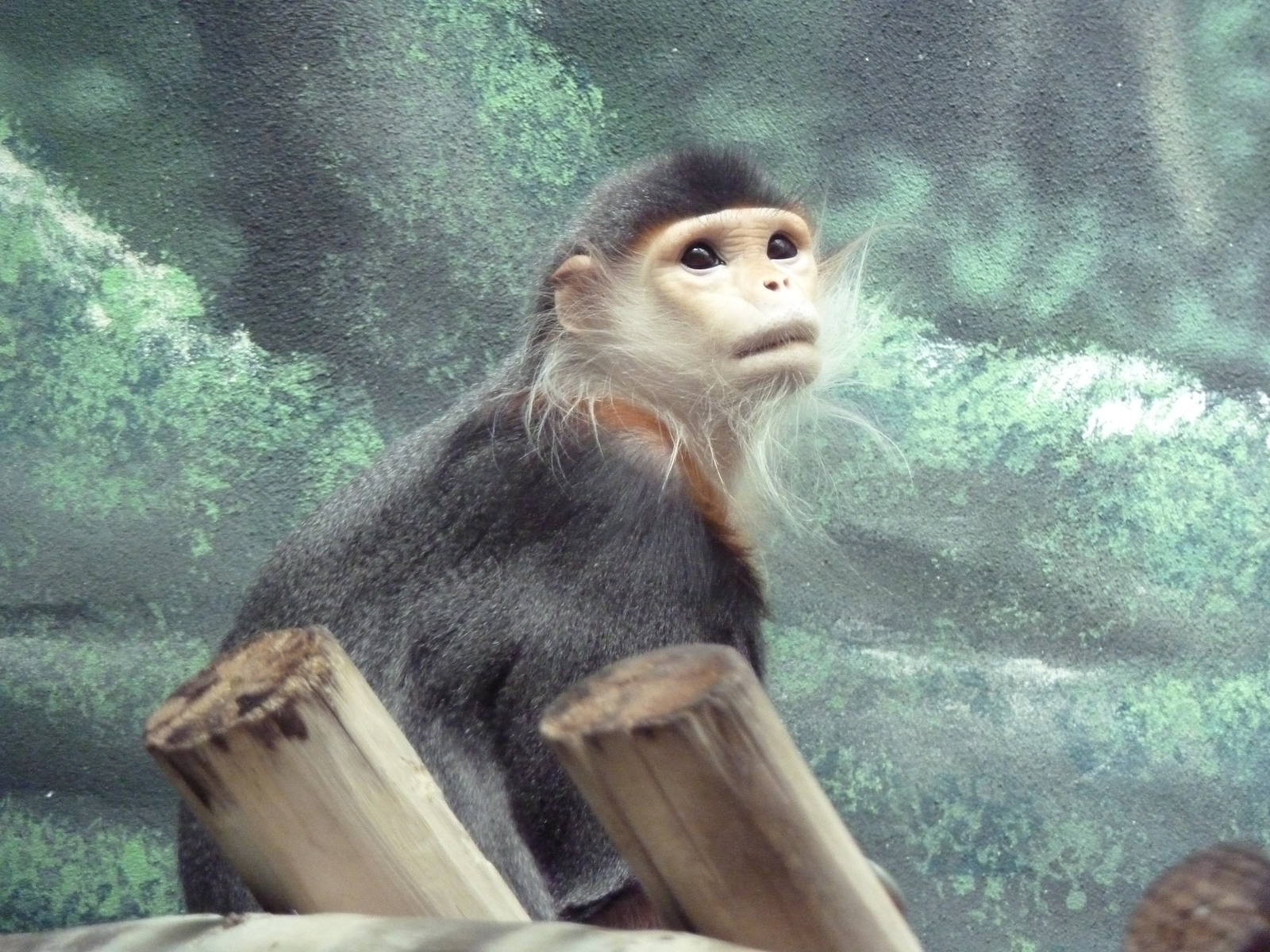 Rare Animal Conservation Center - Douc Langur