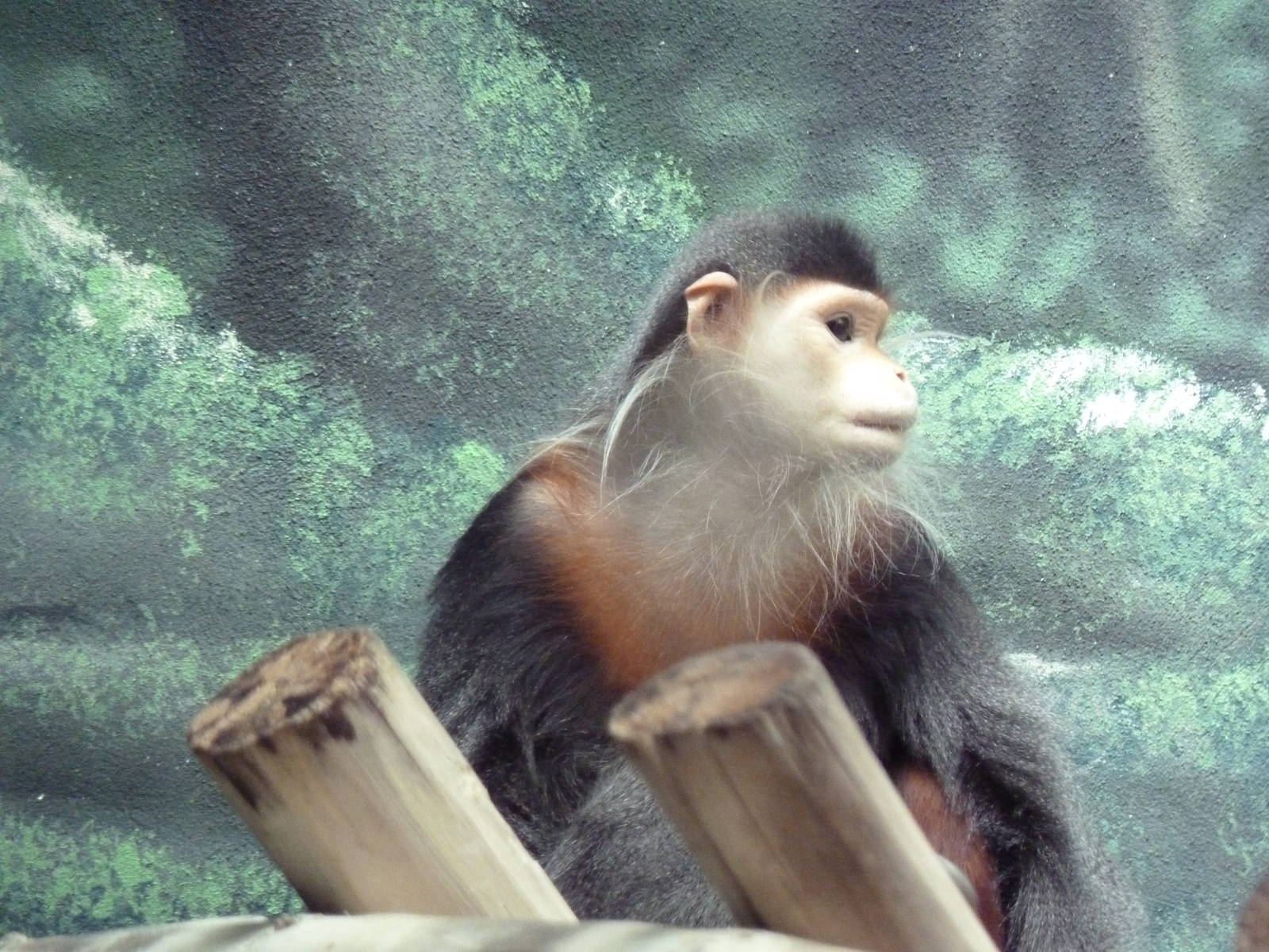 Rare Animal Conservation Center - Douc Langur