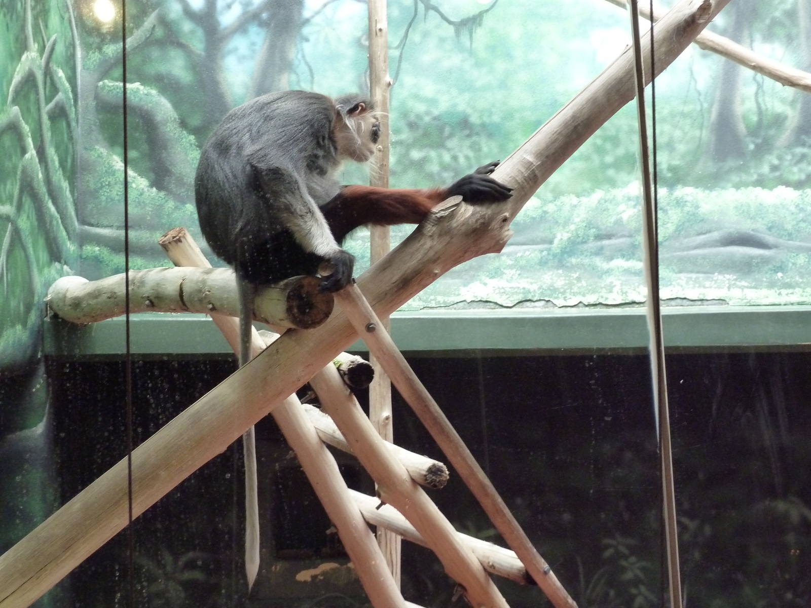 Rare Animal Conservation Center - Douc Langur