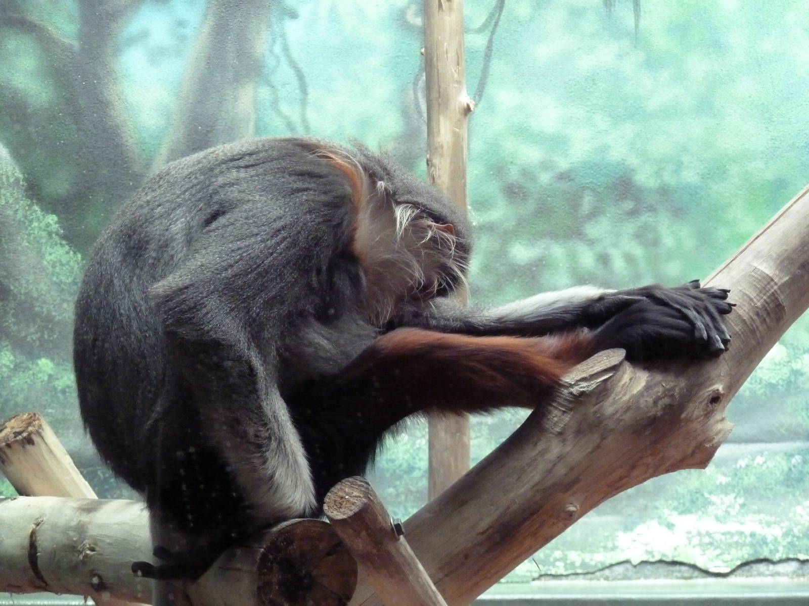 Rare Animal Conservation Center - Douc Langur