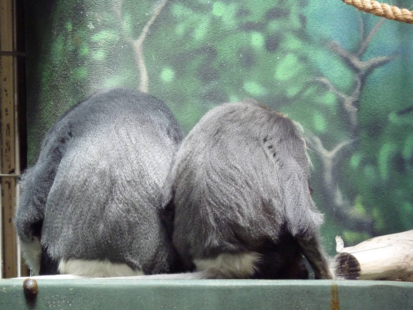 Rare Animal Conservation Center - Douc Langurs