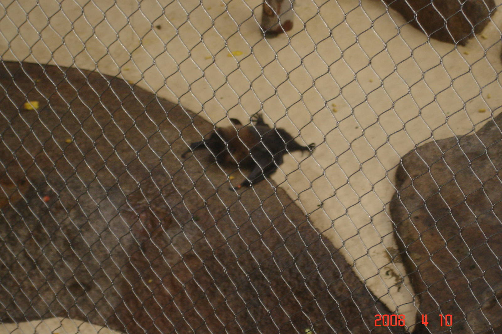 Rare Animal Conservation Center-Egyptian Fruit Bat