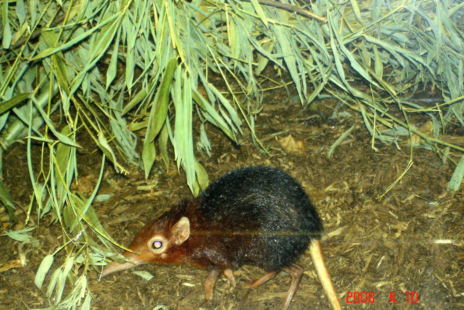Rare Animal Conservation Center-Elephant Shrew