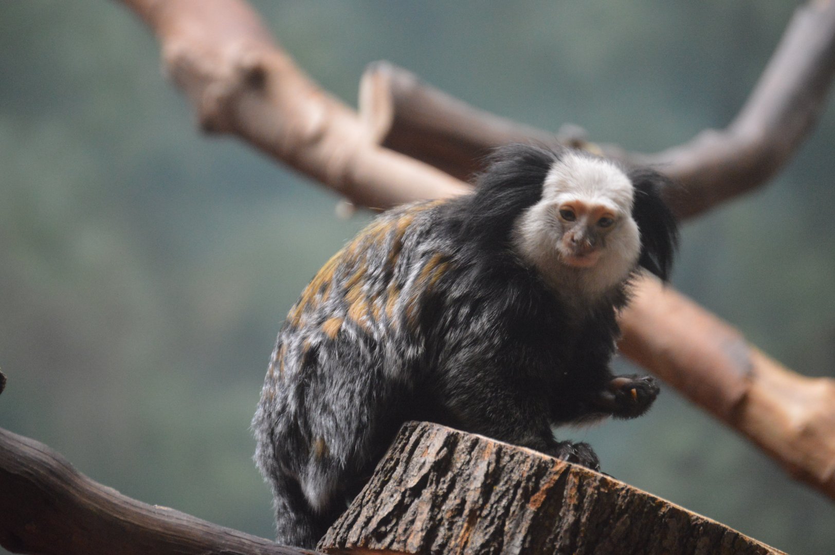 Rare Animal Conservation Center - Geoffroy's Marmoset (Callithrix geoffroyi)