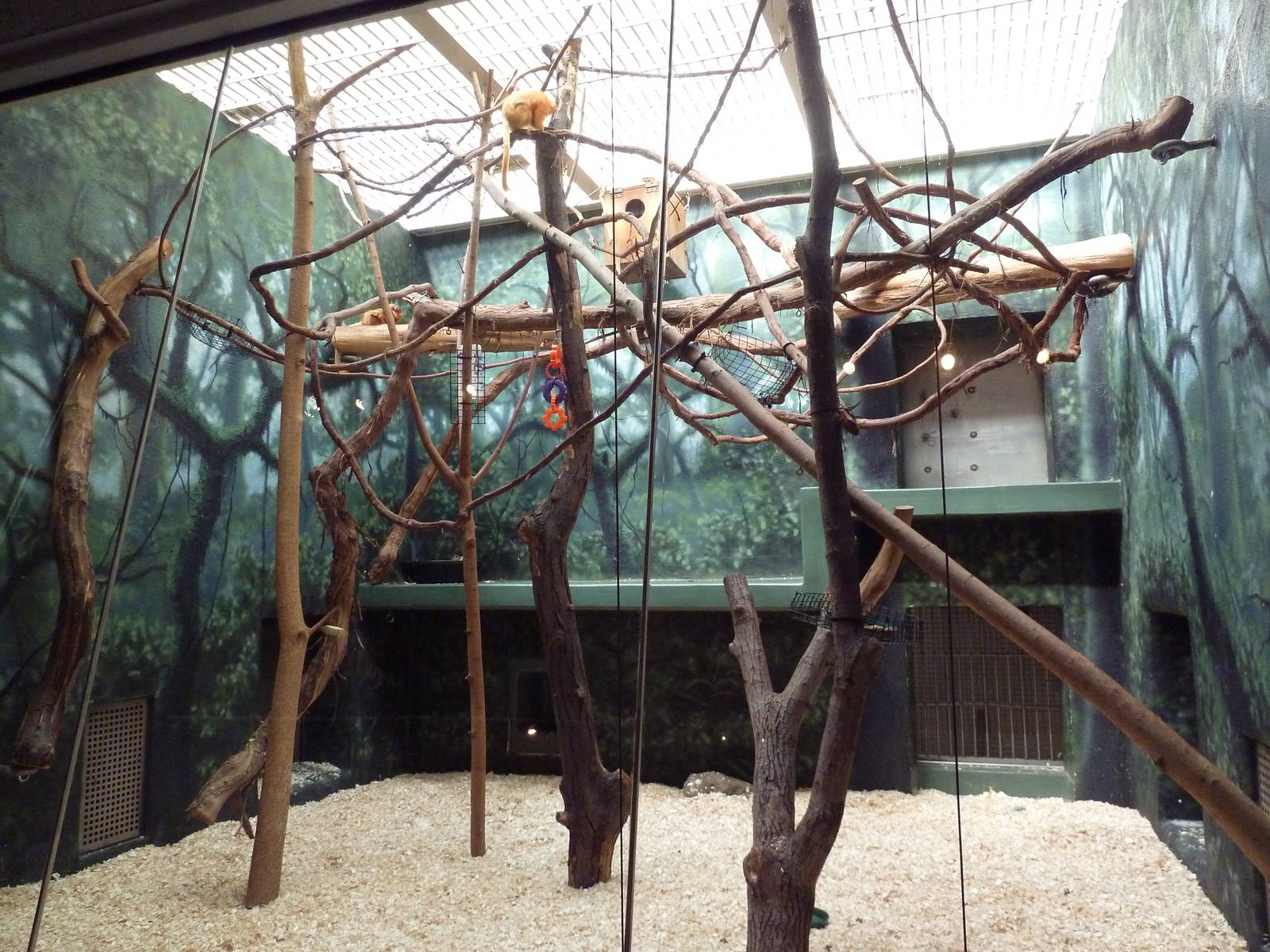 Rare Animal Conservation Center - Golden Lion Tamarin Exhibit