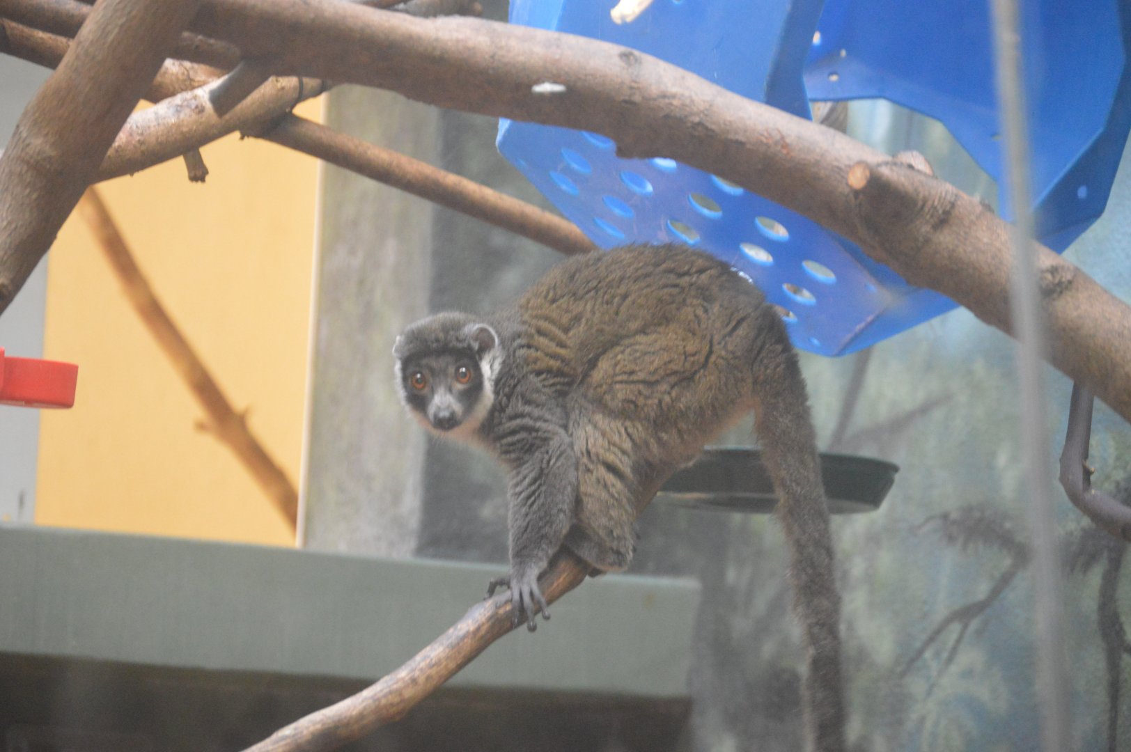 Rare Animal Conservation Center - Mongoose Lemur (Eulemur mongoz)