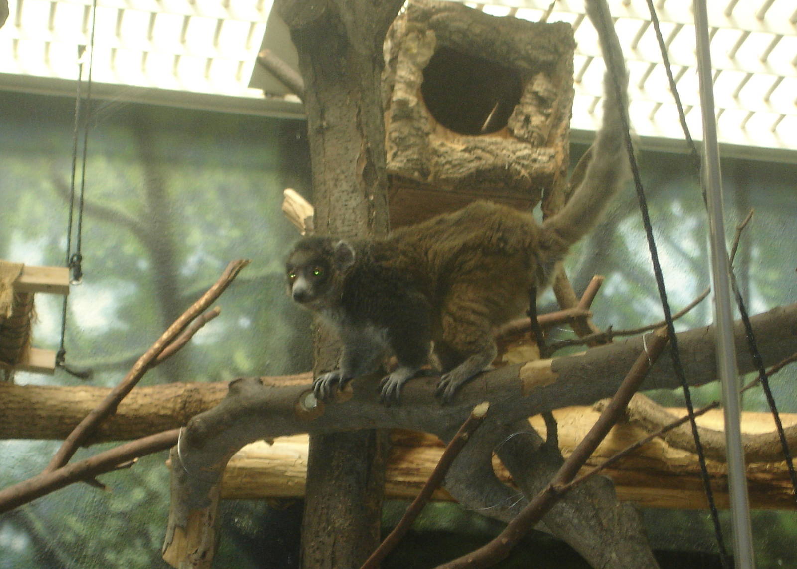 Rare Animal Conservation Center-Mongoose Lemur
