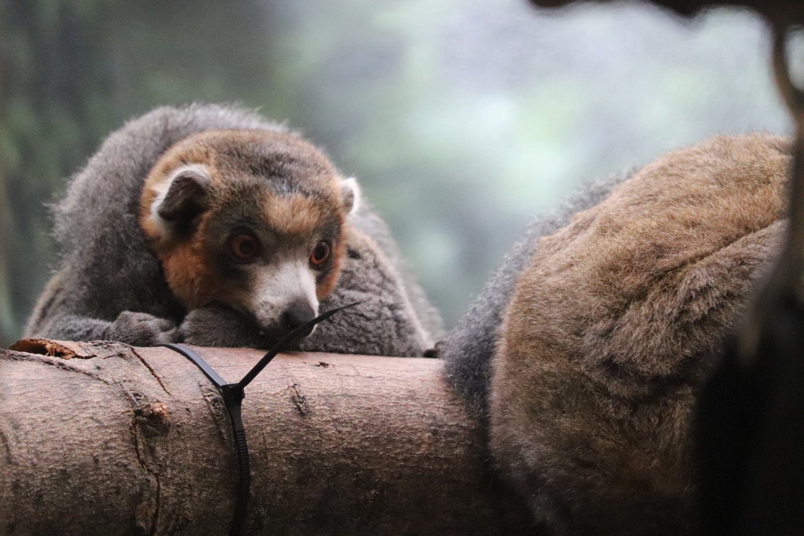 Rare Animal Conservation Center - Mongoose Lemur